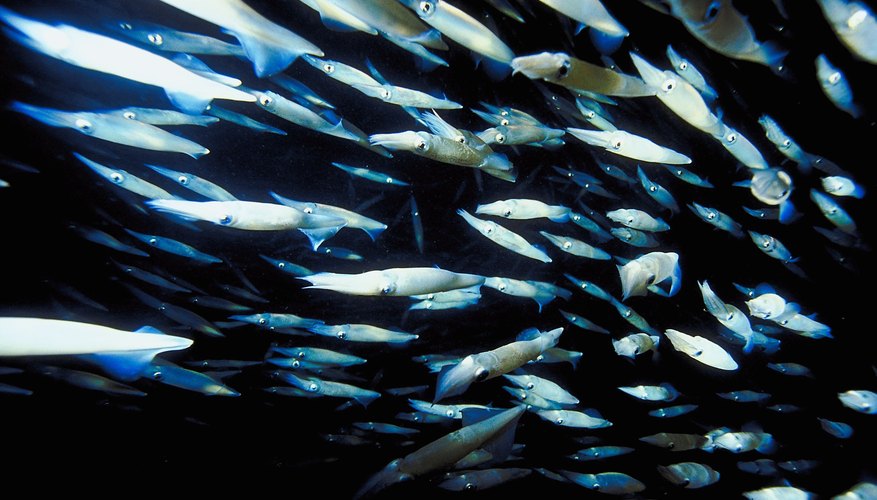 Los peces pelágicos se encuentran en todos los océanos.