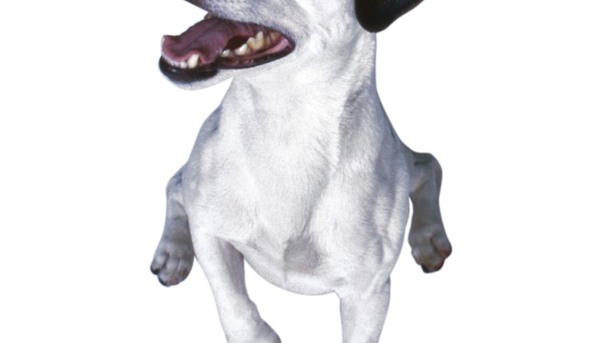 Photo Credit: Ablestock.com/AbleStock.com/Getty Images Jack Russell Terriers are excellent vermin hunters.
