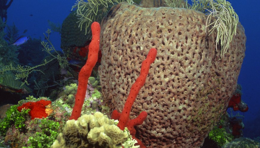 Las esponjas como la esponja dedo rojo brotan dondequiera que haya espacio para crecer.