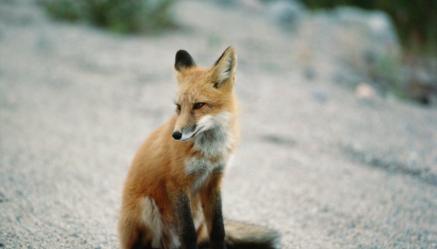 Los zorros son animales pequeños que cavan bajo túneles, puertas y jardines.