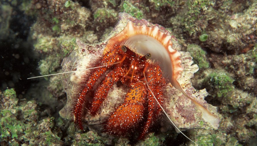 Photo Credit: Comstock/Stockbyte/Getty Images Hermit crabs find new homes.