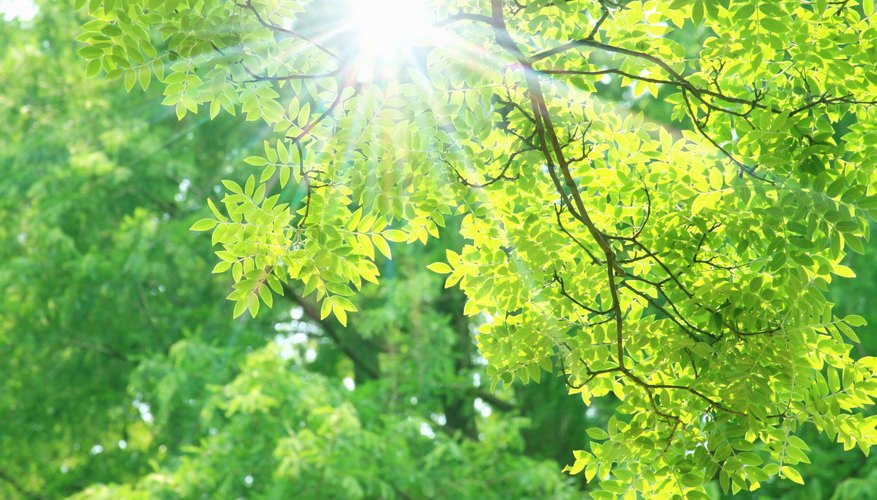 Photo Credit: GYRO PHOTOGRAPHY/amanaimagesRF/amana images/Getty Images What Is Reduced & Oxidized in Photosynthesis