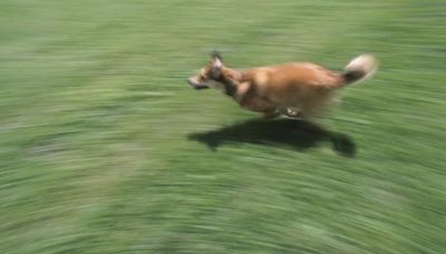Photo Credit: Hemera Technologies/AbleStock.com/Getty Images Avoid leaving your dog muzzled when you are not there to supervise. I