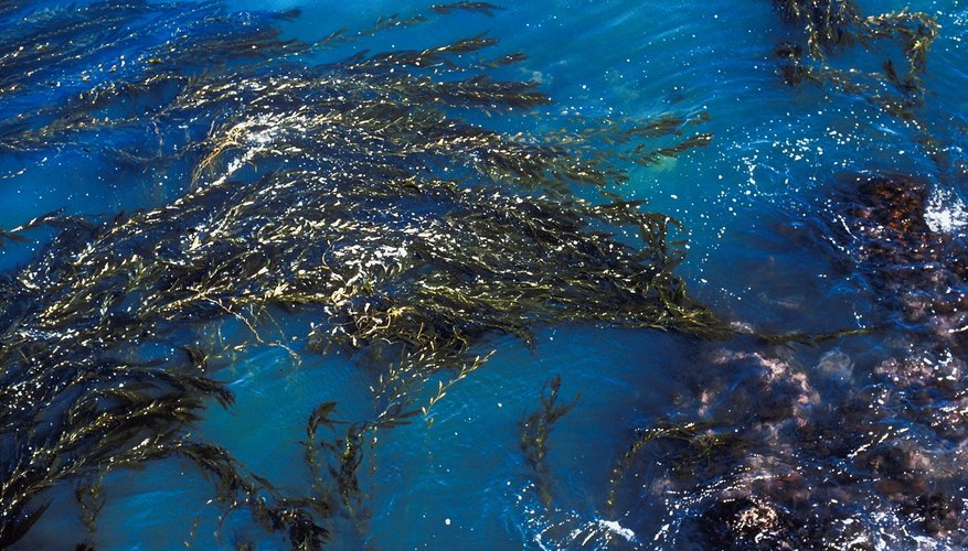 Photo Credit: Jupiterimages/Photos.com/Getty Images Kelp Forest