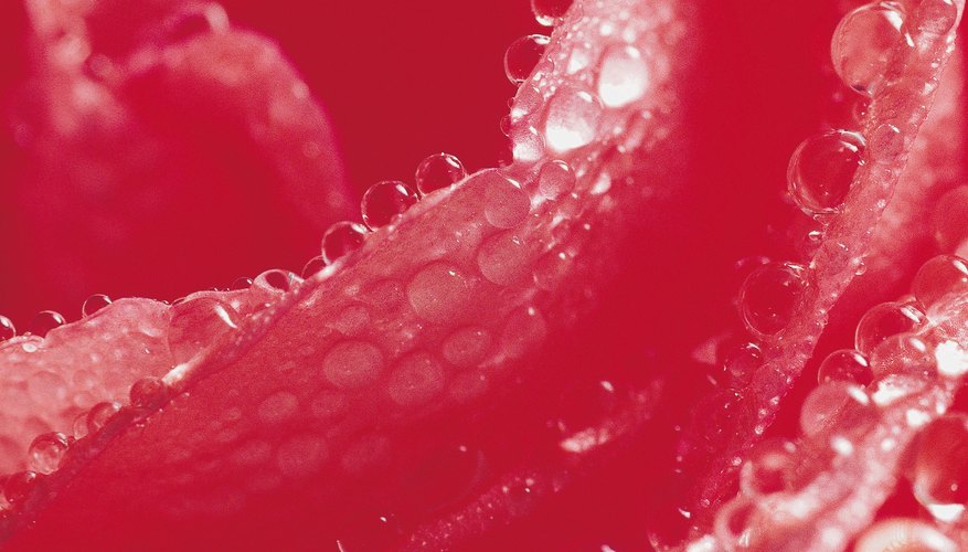 El agua de rosas tiene una fragancia hidratante y refrescante para tus sentidos.