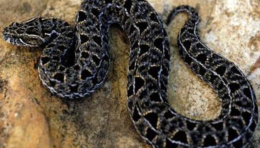 All but four of Tennessee's native snakes are non-venomous. All but four of Tennessee's native snakes are non-venomous.
