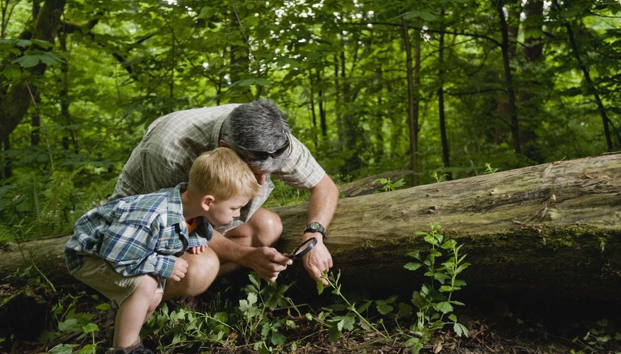 Adult and young boy using a magnifying glass to look at something in the forest. Adult and young boy using a magnifying glass to look at something in the forest.
