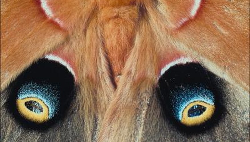 Many moth varieties have colored patterns on the wings. Many moth varieties have colored patterns on the wings.