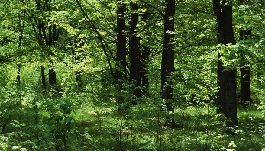 Photo Credit: Photos.com/Photos.com/Getty Images Biomass pyramids show how food chains work within an ecosystem.
