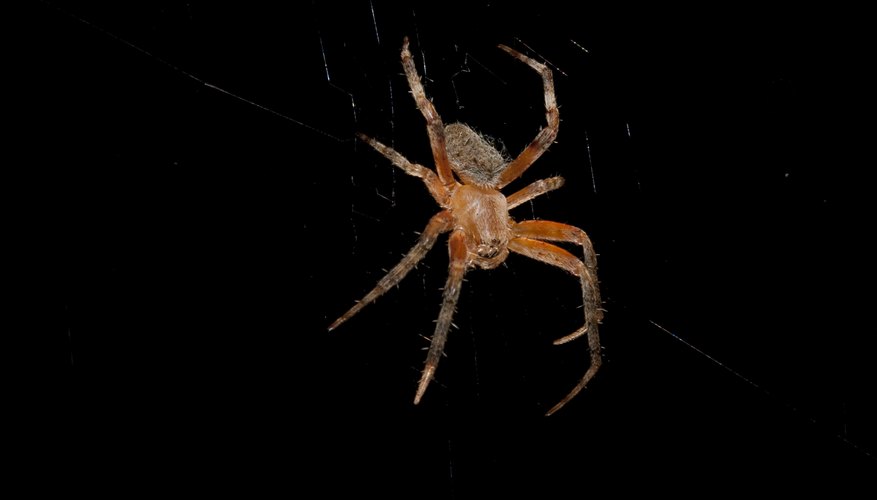 Photo Credit: James Davidson/iStock/Getty Images Orb Weaver spider.