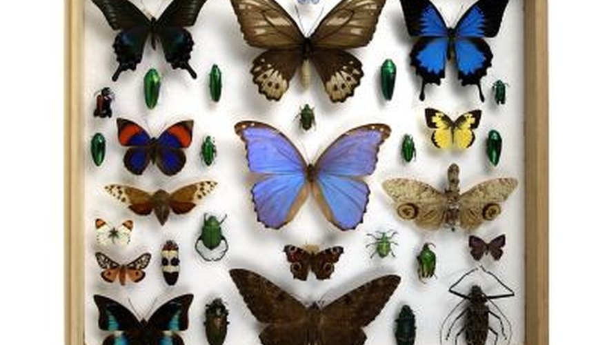 All bugs, from beetles to butterflies, have a respiratory system that does not include lungs. All bugs, from beetles to butterflies, have a respiratory system that does not include lungs.