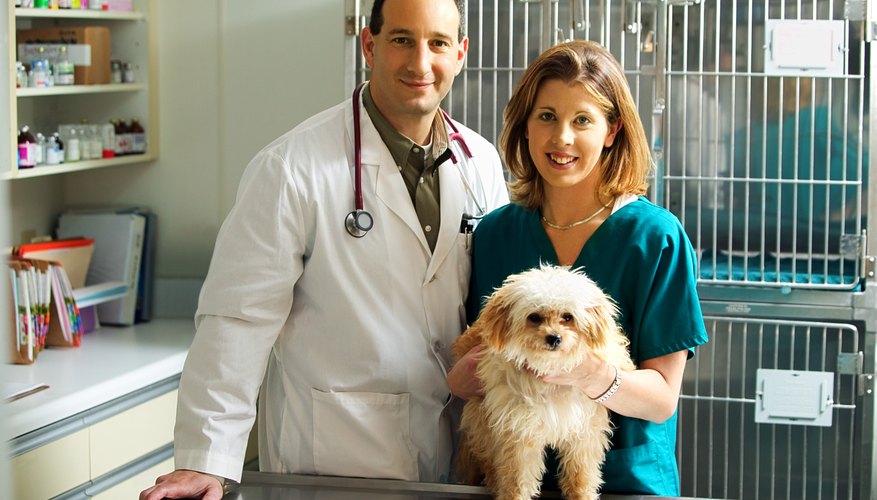 Cuál es el salario de un técnico veterinario.