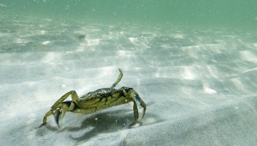 Crab walking along bottom of ocean Crab walking along bottom of ocean