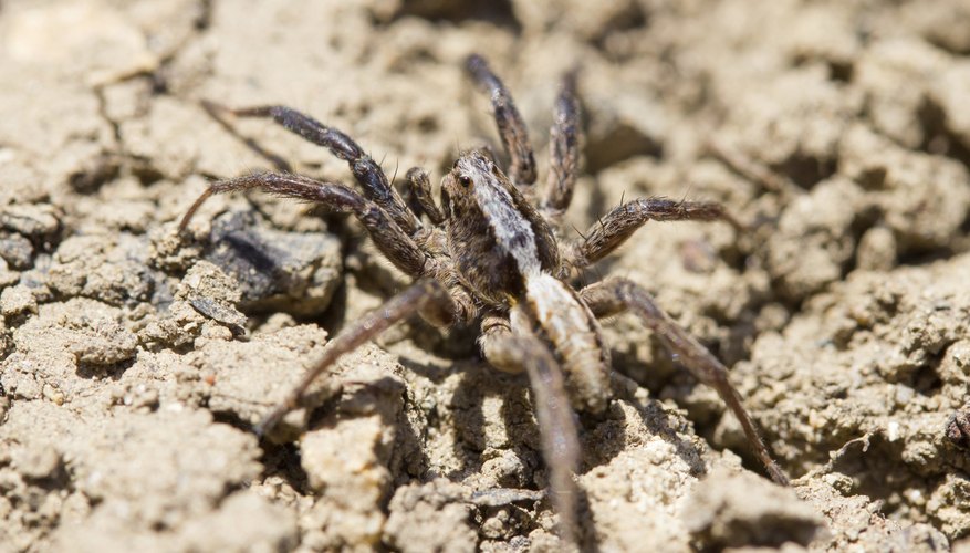 Spider in the soil. Spider in the soil.