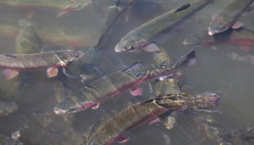 Trout Fish Farming | Sciencing