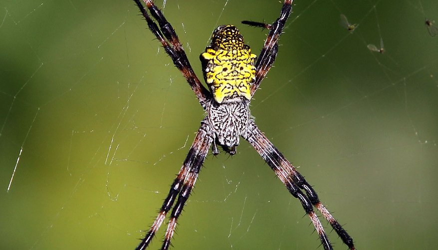 Photo Credit: Sam Greenwood/Getty Images Sport/Getty Images Spider on its web