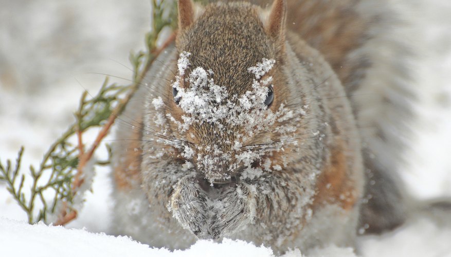 Photo Credit: gregvandeleest/iStock/Getty Images The eastern gray squirrel's coat turns thick and gray as winter approaches.