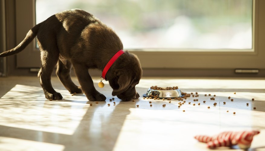 How To Start An Organic Dog Food Business Bizfluent Cute Puppy Eating From Its Plate