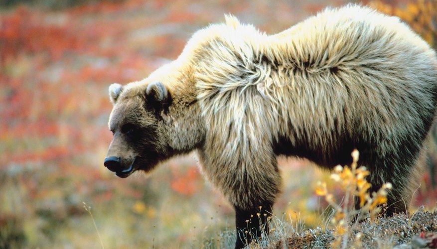 Avalanche chutes offer prime seasonal forage for grizzlies. Avalanche chutes offer prime seasonal forage for grizzlies.