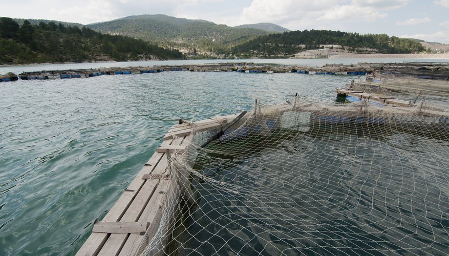 fish-farming-advantages-disadvantages-bizfluent