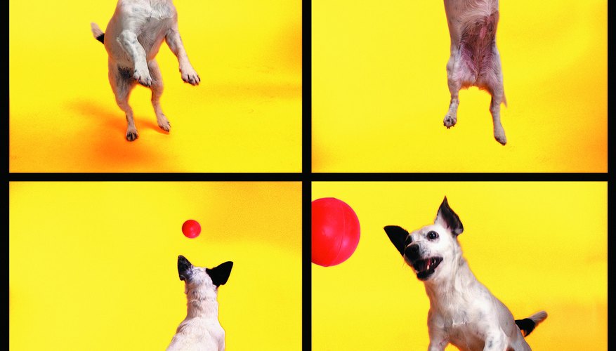 Photo Credit: Photodisc/Photodisc/Getty Images Interest in balls is one sign of high prey drive.