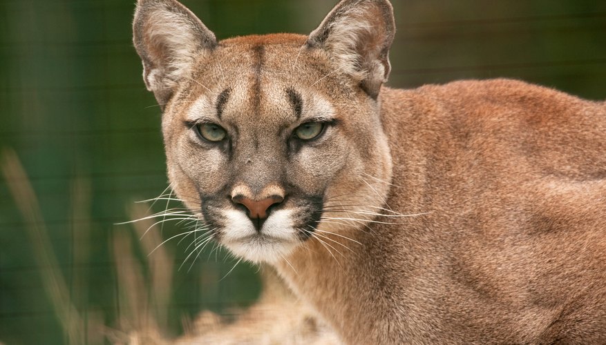 how-do-animals-adapt-to-the-temperate-rainforest-sciencing