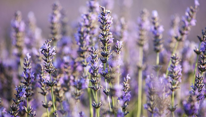 About Lavender Plants | Garden Guides