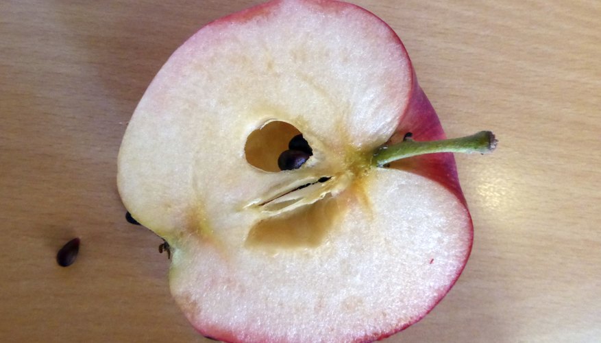 What Is an Apple Pip? | Garden Guides