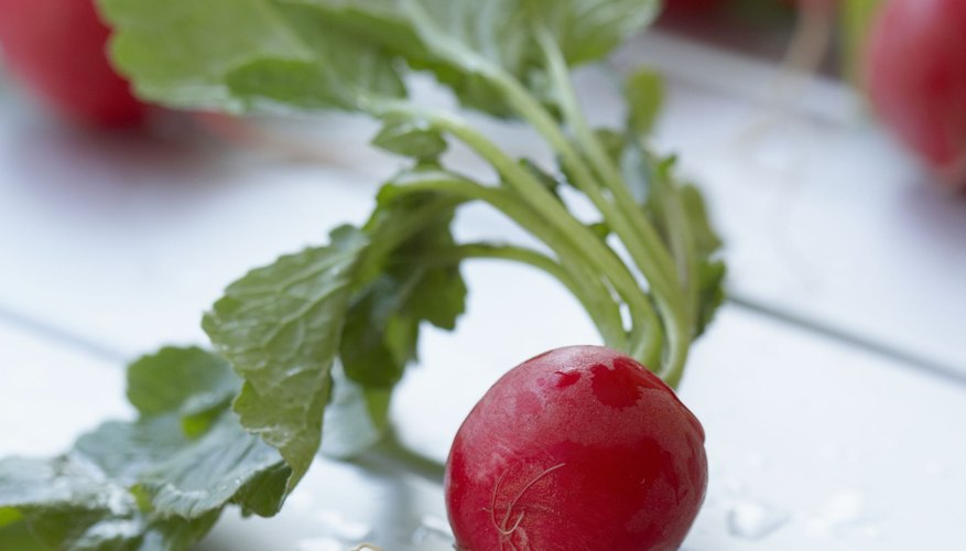Los rábanos verdes son comestibles y de uso frecuente en las ensaladas.
