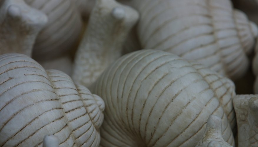 Photo Credit: Photos.com/Photos.com/Getty Images The turn of a snail's shell is called a whorl.
