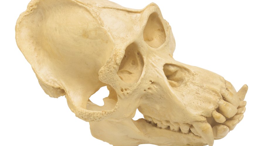 Photo Credit: Hemera Technologies/PhotoObjects.net/Getty Images Many animal traits, such as overly large, sharp teeth for biting, are weapons used in intraspecific competition.