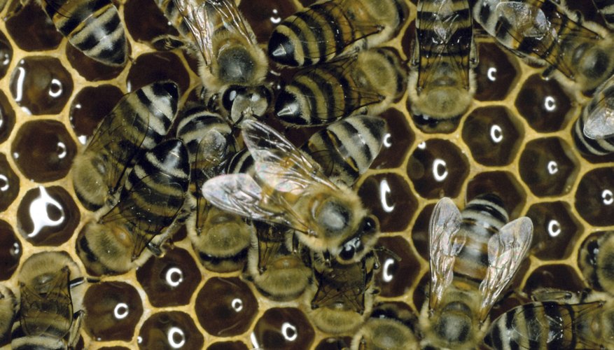 La gente ha utilizado cera de abeja derretida durante miles de años para una variedad de usos.
