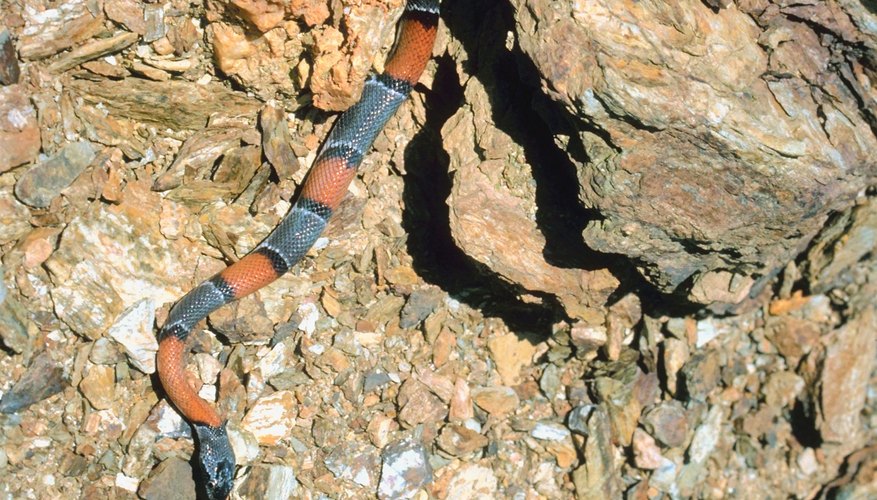 Photo Credit: Jupiterimages/Photos.com/Getty Images The nonvenomous king snake stripe pattern is similar to the pattern of the venomous eastern coral snake.