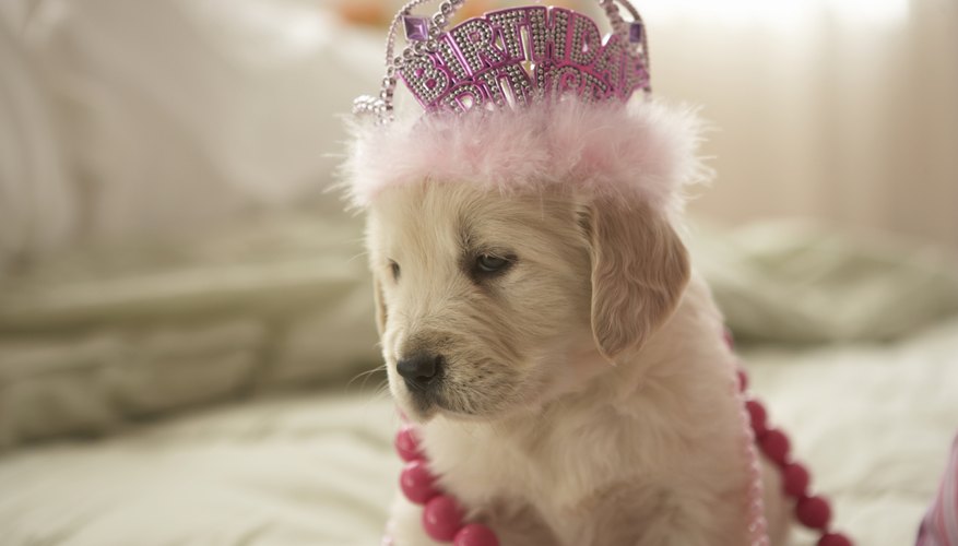 Dog with decorations on bed