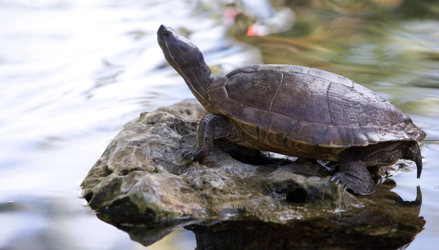 How to Distinguish Between Male and Female Turtles | Sciencing