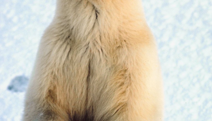 Preschoolers love learning about polar bears through hands-on science experiments. Preschoolers love learning about polar bears through hands-on science experiments.