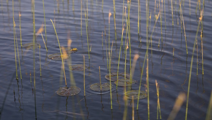 Photo Credit: Design Pics/Design Pics/Getty Images Hydrophytes thrive in marshes.