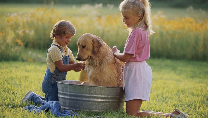 Photo Credit: Comstock/Comstock/Getty Images Bathe the dog with apple cider vinegar for more protection.