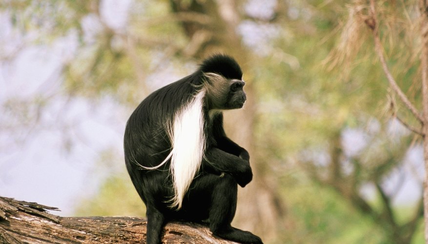 How Is a Monkey Adapted to Its Environment? Sciencing