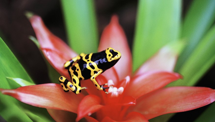 Photo Credit: Medioimages/Photodisc/Photodisc/Getty Images Frogs and humans both have lungs made of elastic tissue that expand and contract.