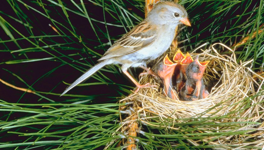 What Time of Year Do Wild Birds Lay Eggs? | Sciencing