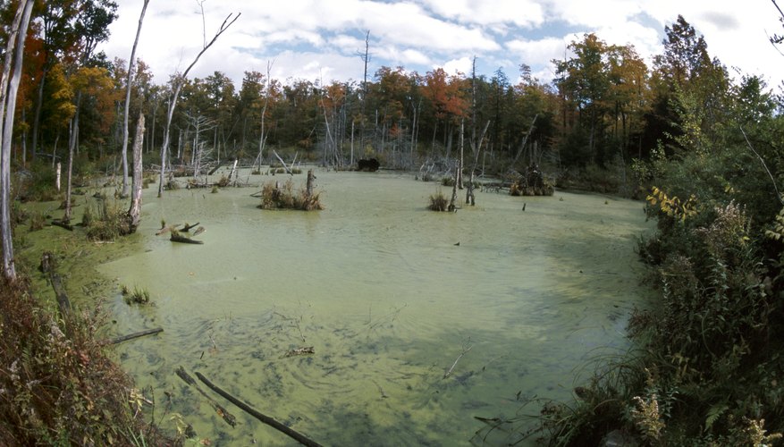 Photo Credit: Hemera Technologies/AbleStock.com/Getty Images Unchecked algae growth can make an environment inhospitable for other life.