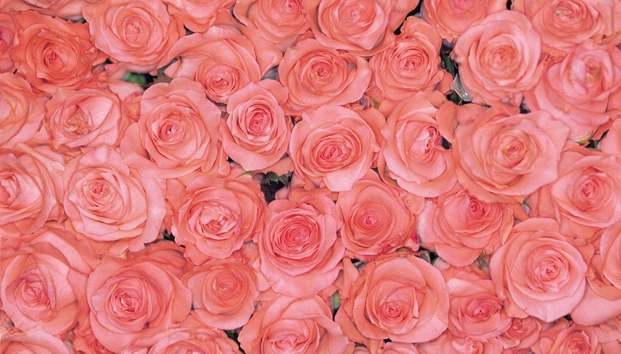 Vivir la vida en rosa, es vivirla con alegría a pesar de las dificultades.