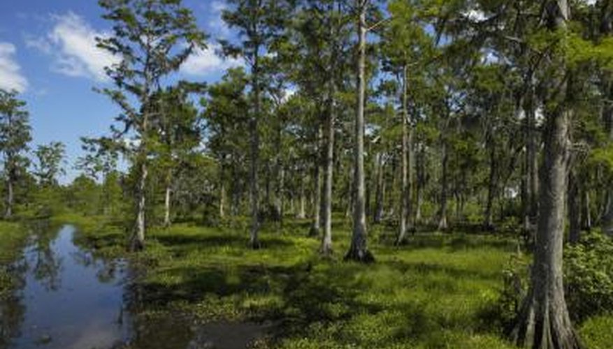 Photo Credit: James Woodson/Photodisc/Getty Images Cypress swamps are a preferred habitat of the brown water snake.