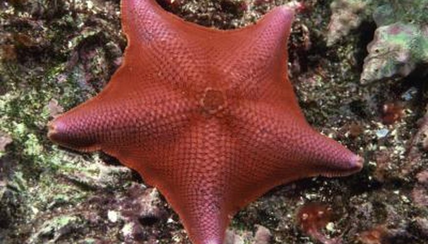 A bat star may be host to up to 20 annelid worms. A bat star may be host to up to 20 annelid worms.