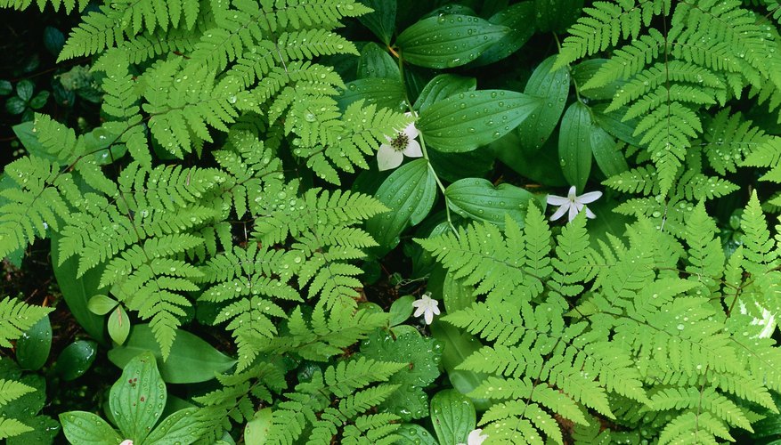 nootka rose coniferous forest