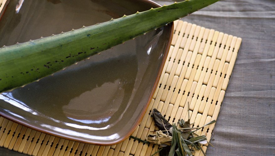 Aloe vera plant leaf. Aloe vera plant leaf.
