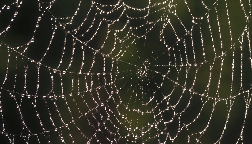 Spider web covered with dew Spider web covered with dew