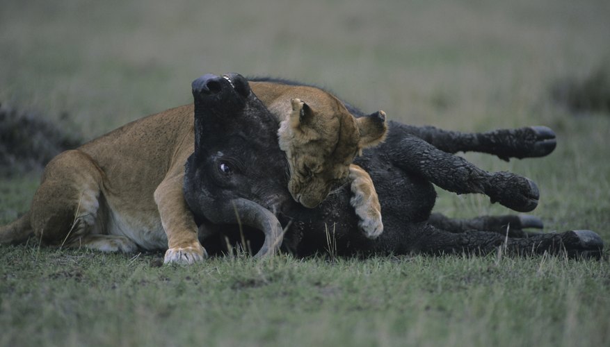 Define Food Chains in Biology | Sciencing