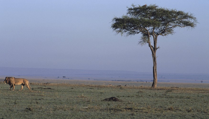 Саванна богд. Grasslands Biome. Карта Дикая Саванна. Temperate grassland.